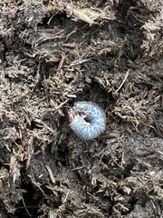 Aphodiini