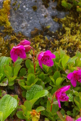 Rhododendron camtschaticum