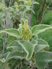 Phlomis cretica
