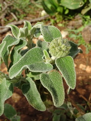 Phlomis cretica