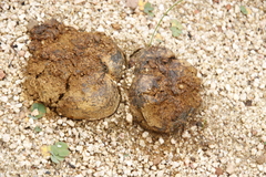 Pisolithus arhizus