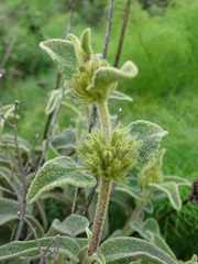 Phlomis cretica