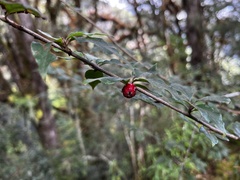 Cotoneaster acuminatus