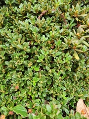 Rhododendron pemakoense