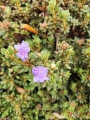 Rhododendron pemakoense
