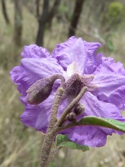 Solanum brownii