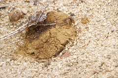 Pisolithus arhizus