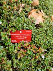 Rhododendron pemakoense