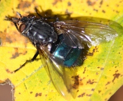 Cynomya cadaverina