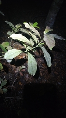 Alseuosmia macrophylla