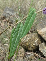 Solanum brownii