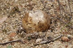 Pisolithus arhizus