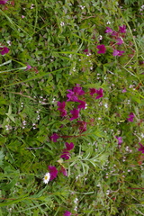 Rhododendron camtschaticum
