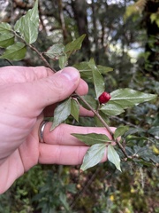 Cotoneaster acuminatus