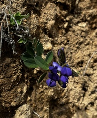 Crotalaria