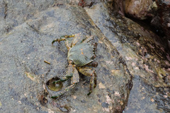 Grapsus