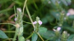 Justicia procumbens