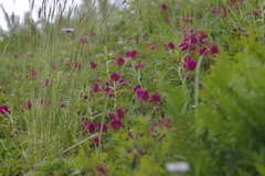 Rhododendron camtschaticum