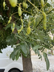 Styphnolobium japonicum