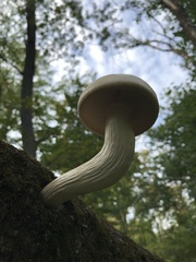 Hypsizygus