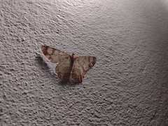 Epimecis