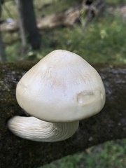 Hypsizygus