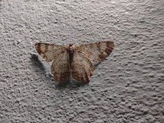 Epimecis