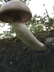 Hypsizygus