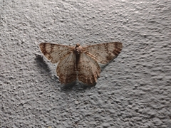 Epimecis