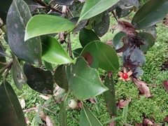 Clusiaceae