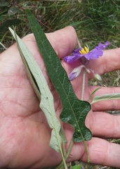 Solanum brownii