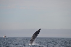 Balaenoptera acutorostrata