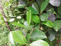 Clusiaceae