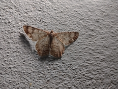 Epimecis