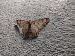 Epimecis