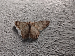 Epimecis