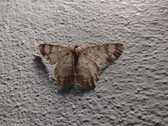 Epimecis