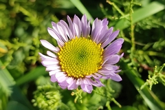 Erigeron glaucus