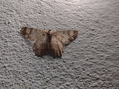 Epimecis