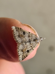 Dichromodes mesogonia