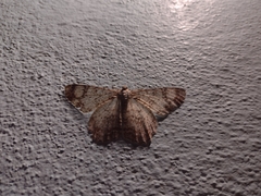 Epimecis