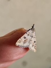 Dichromodes mesogonia