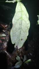 Alseuosmia macrophylla
