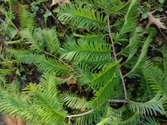Metasequoia glyptostroboides