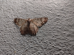 Epimecis