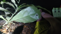 Alseuosmia macrophylla