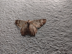 Epimecis