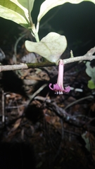 Alseuosmia macrophylla