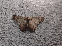Epimecis