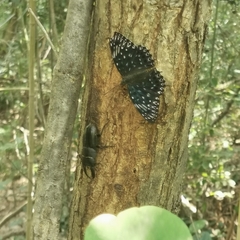 Dichorragia nesimachus